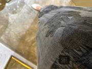 ghisa önü dantel işlemeli takım kahve 4